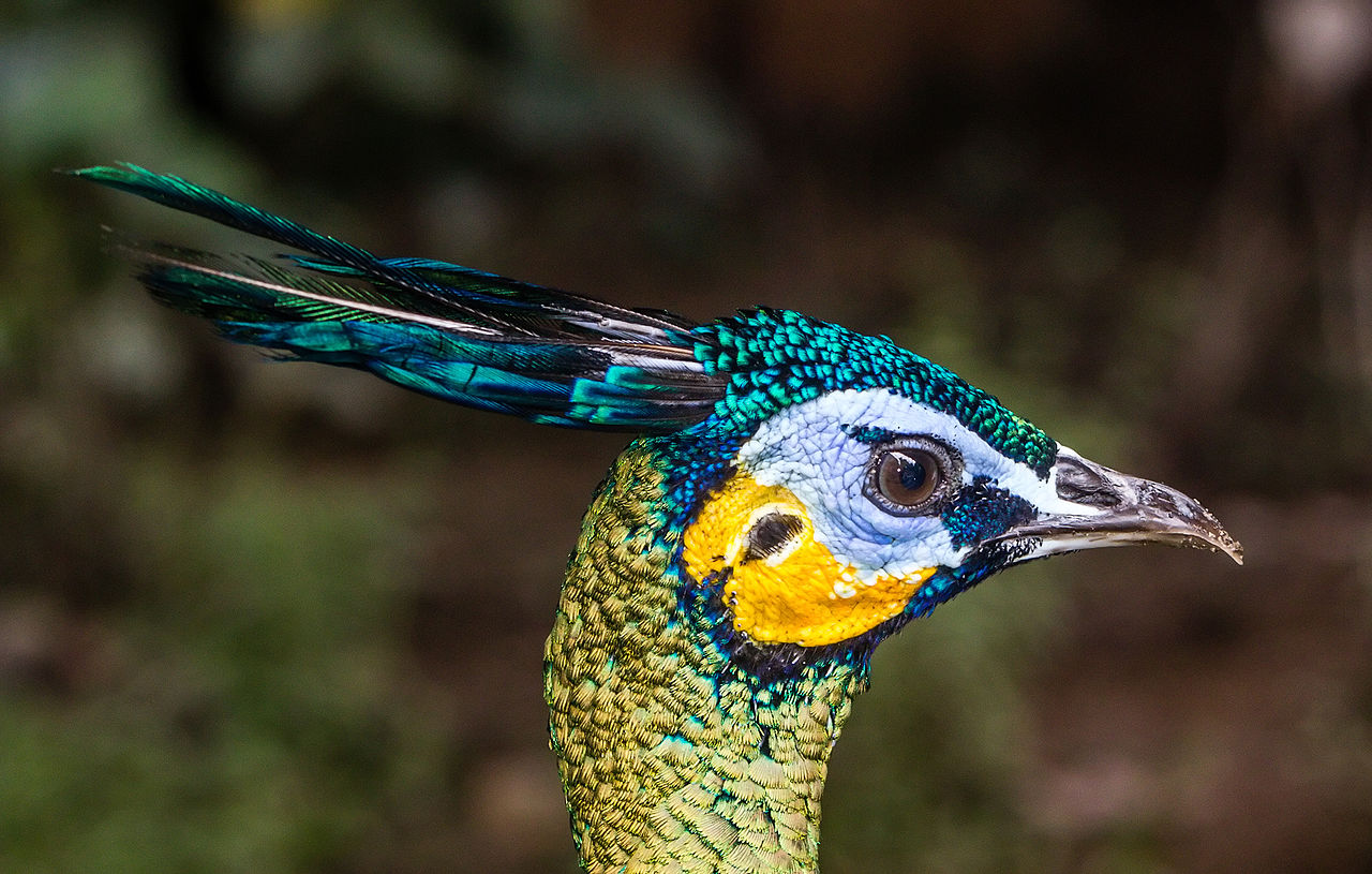 鸡窝真能飞出“凤凰”！安徽居民家中惊现大鸟，专家竟认错物种？