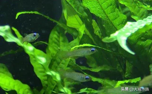 新手必养灯科鱼,灯科群游