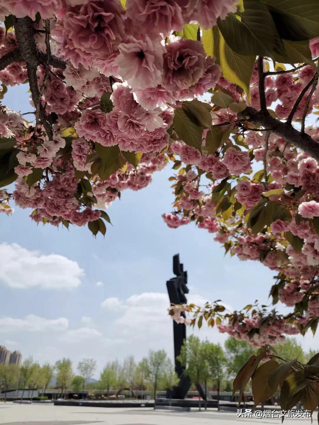 烟台2018年赏花攻略全集,春天烟台赏花地点推荐芝罘区
