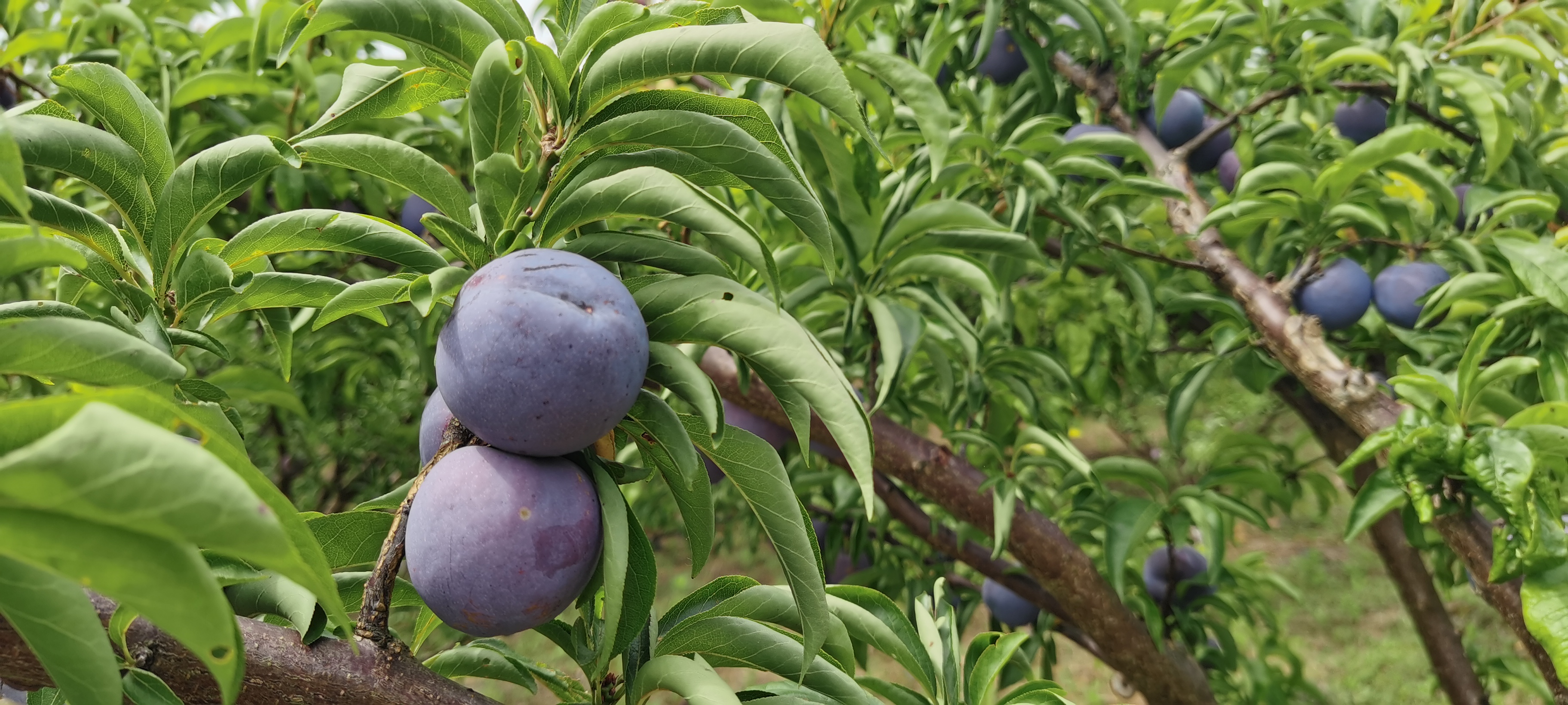 抿甜！蓝莓冰糖李成熟挂枝头采摘游玩正当时