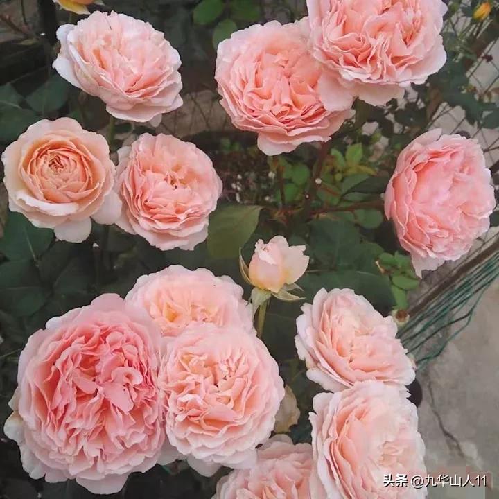 黄色系藤本月季哪个品种好,适合海南种的藤本月季品种