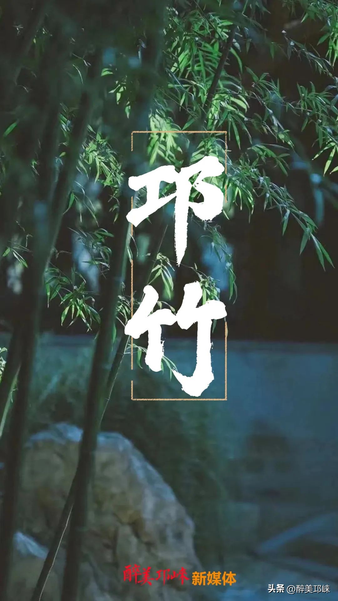 竹是风骨,平安竹养的如此茂盛