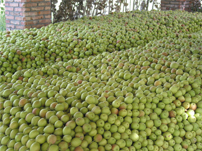 美疆库尔勒香梨,正宗新疆香梨库尔勒香梨