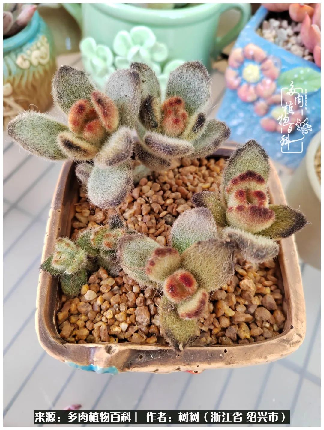 又临寒冬，暖阳下携手肉肉赏姹紫嫣红！