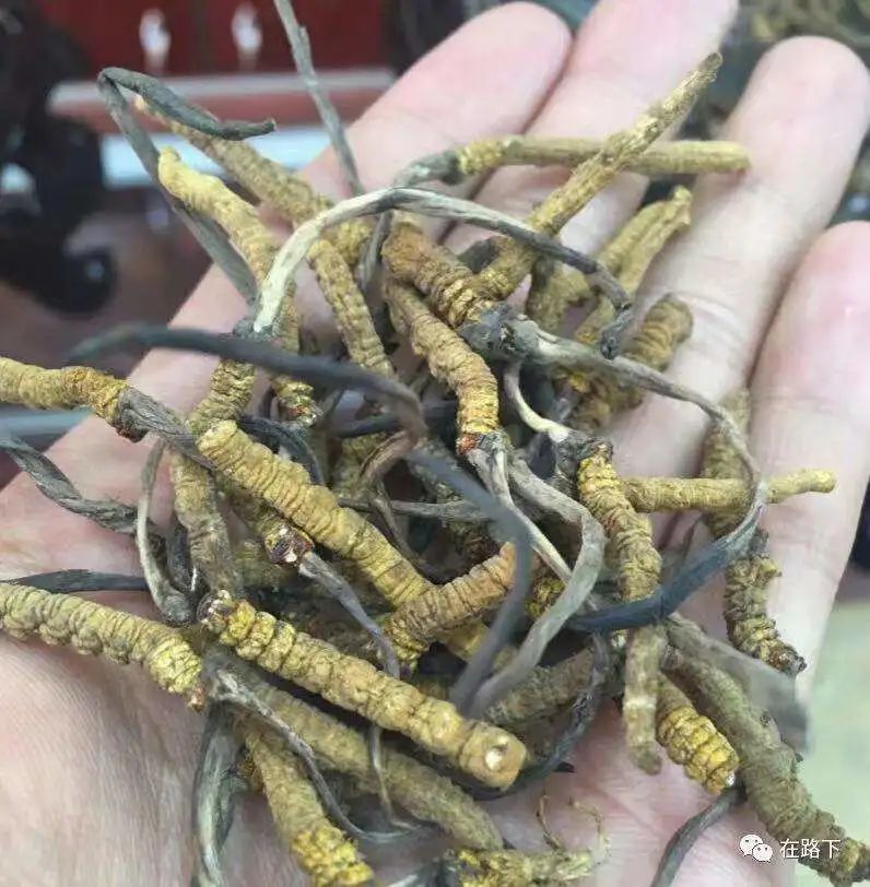 从6岁到20岁环游世界,6万元100天环游世界