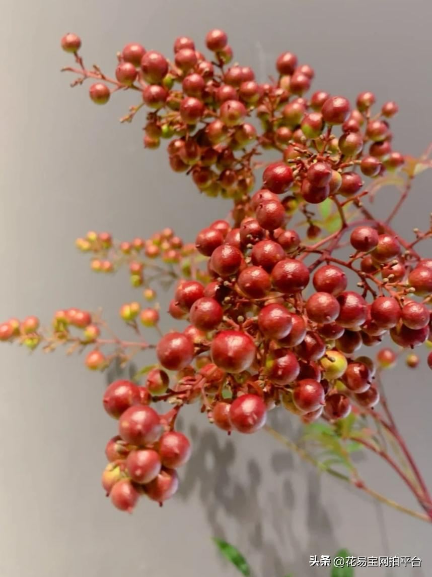 9月份红色好看的花材,颜值高的花束合集