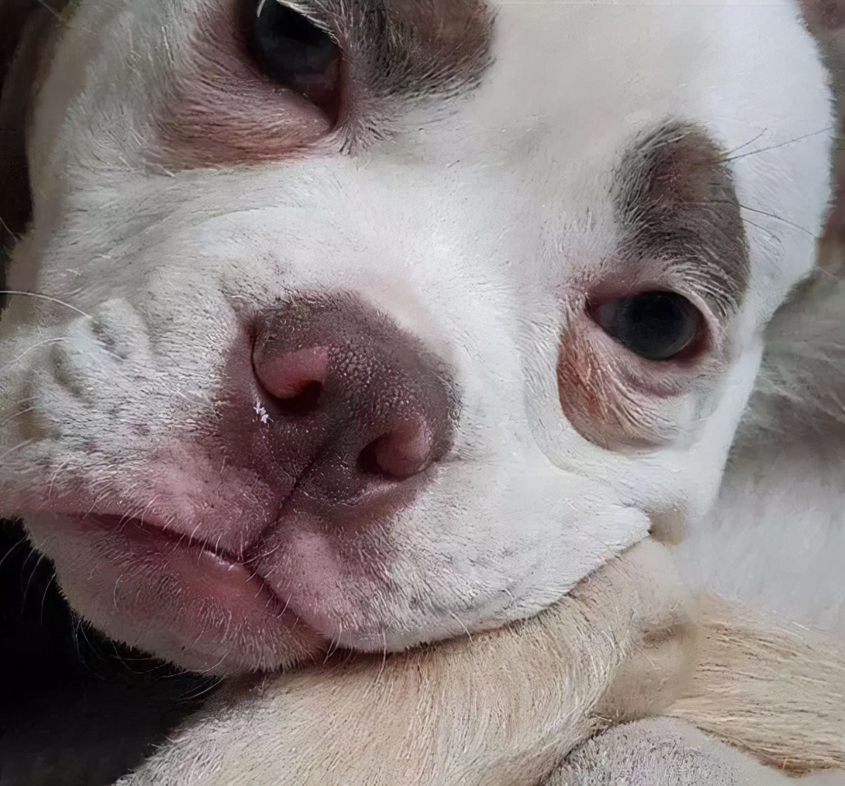 母狗做了绝育还会来大姨妈么,母狗做了绝育还会来大姨妈吗