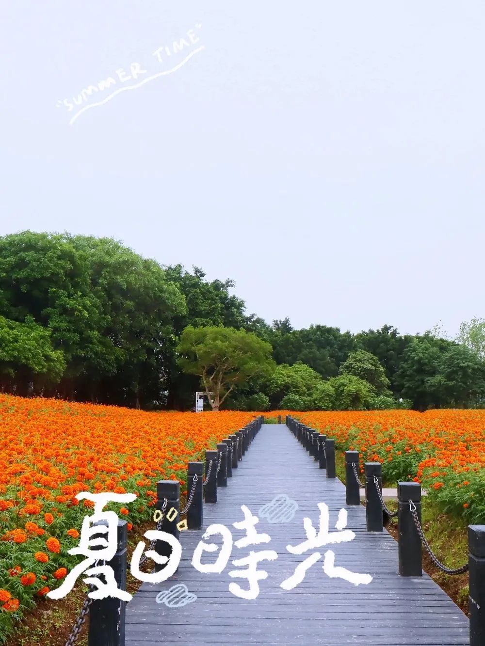 广州哪里有花海的景区,广州南沙区有哪些花海