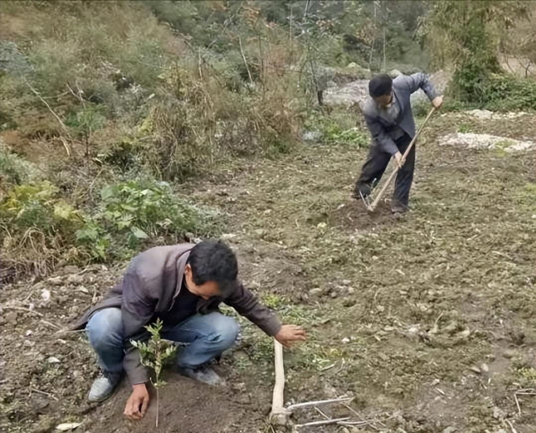 资助女孩上学被拒,贫困女孩给马云寄老母鸡