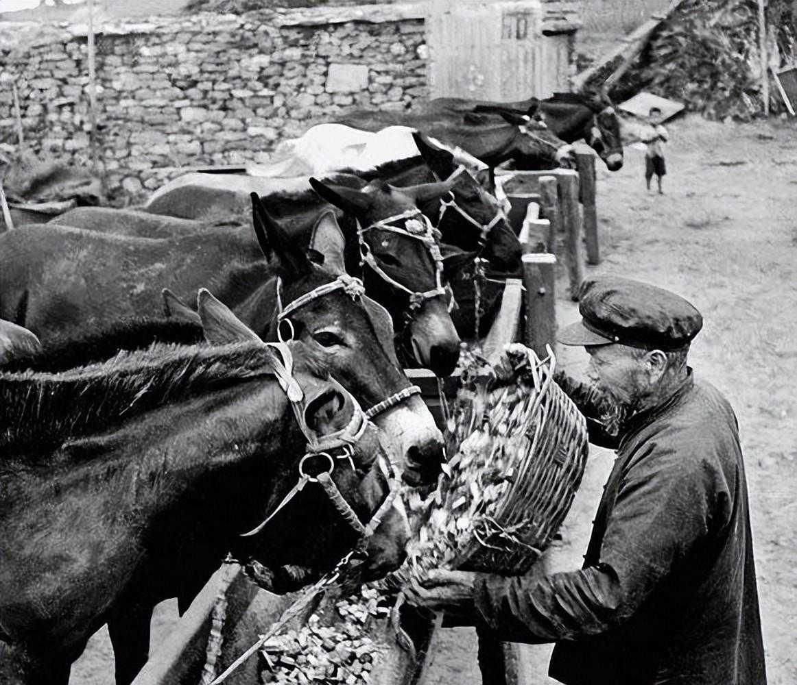 鏃ュ啗娣卞鍋疯鏉戝簞,鏃ュ啗杩涙敾鏃ヨ