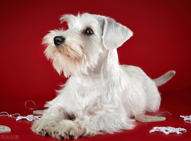 上班的人适合养什么宠物狗,上班适合养什么宠物