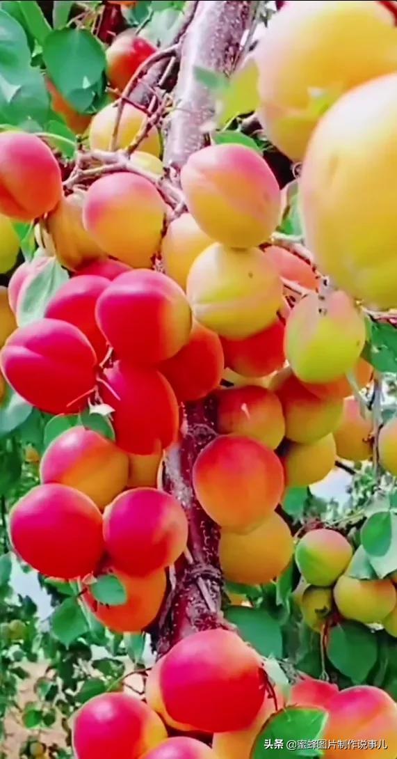 丰富美味的水果壁纸,甘甜适口的美味水果壁纸图片