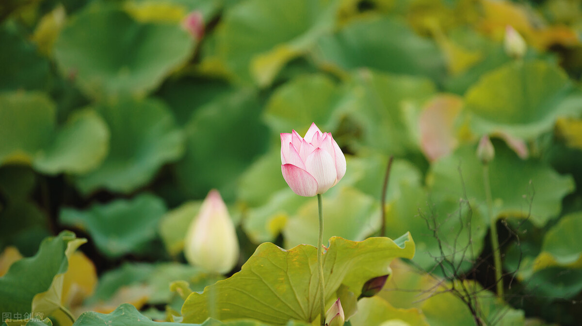 中式婚礼策划流程详解,正确的婚礼策划方法