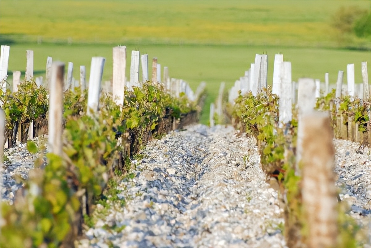 玛歌酒庄1855,玛歌1855红酒