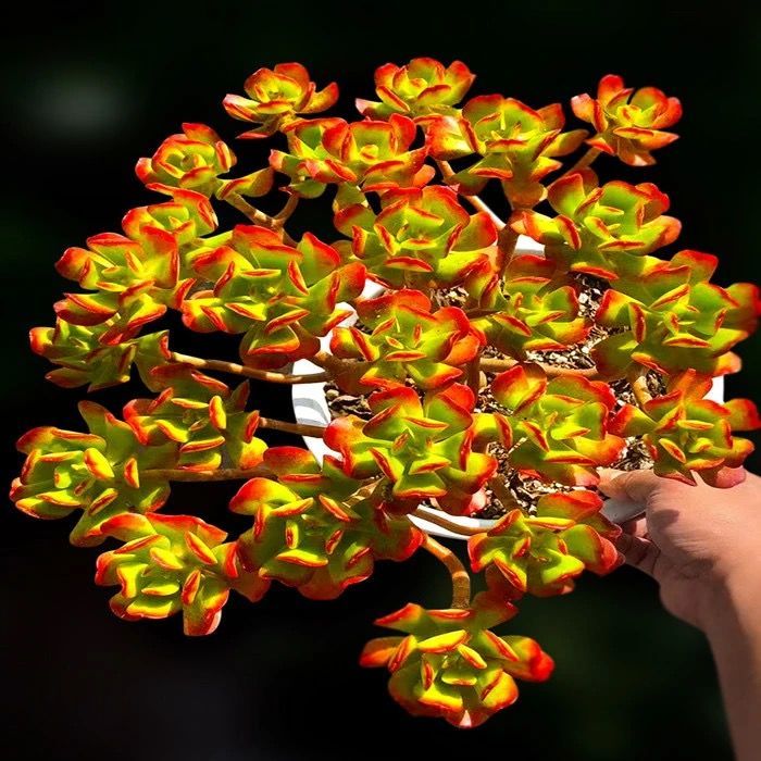 客厅有树十有九富家里养一盆,客厅养树十有九富