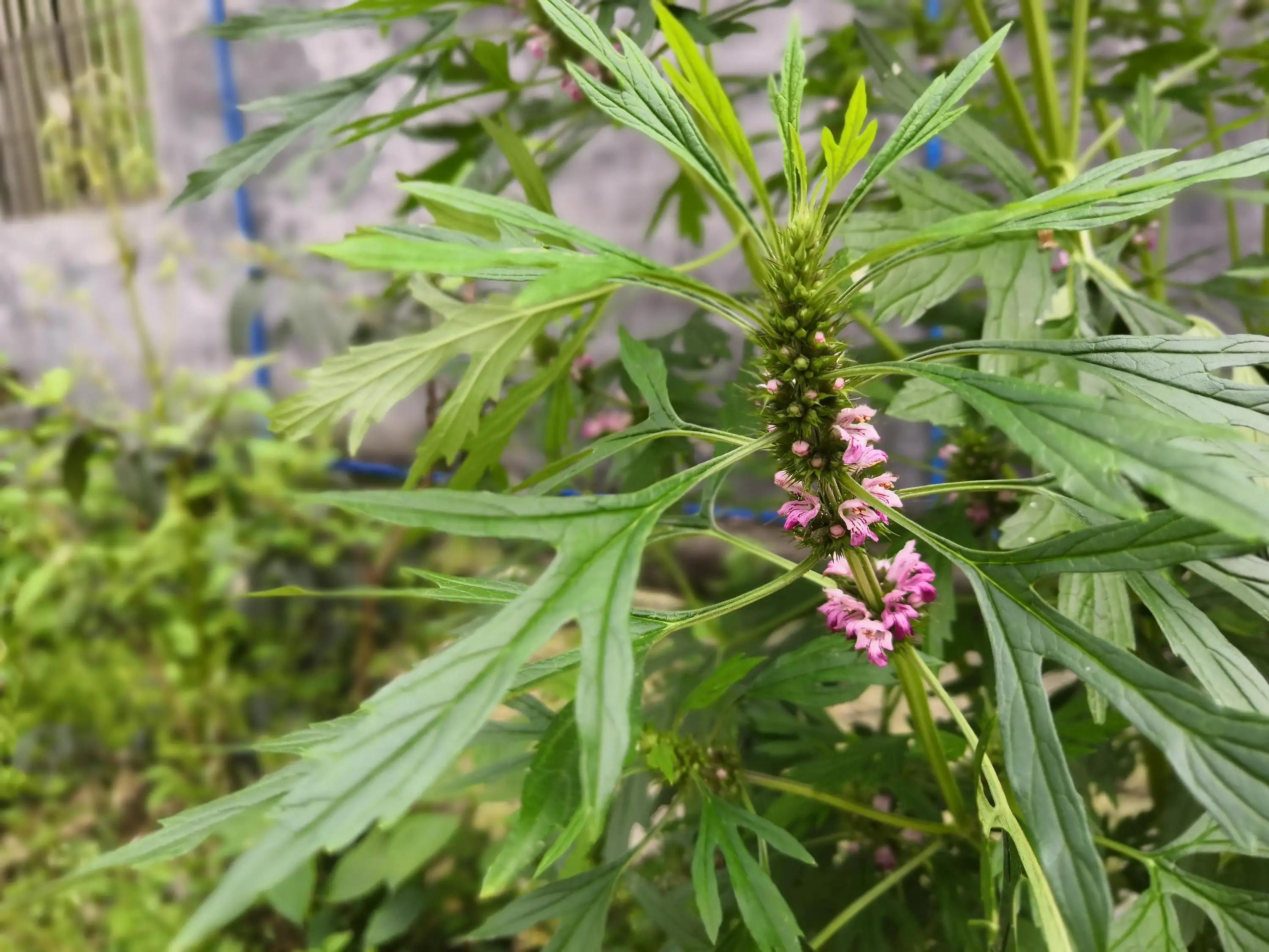 益母草是妇科圣药,妇女之友益母草功效