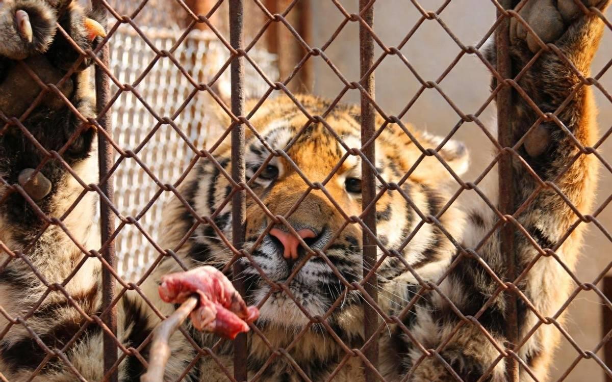 为什么老虎在动物园不能吃猪肉,为何老虎不吃猪肉