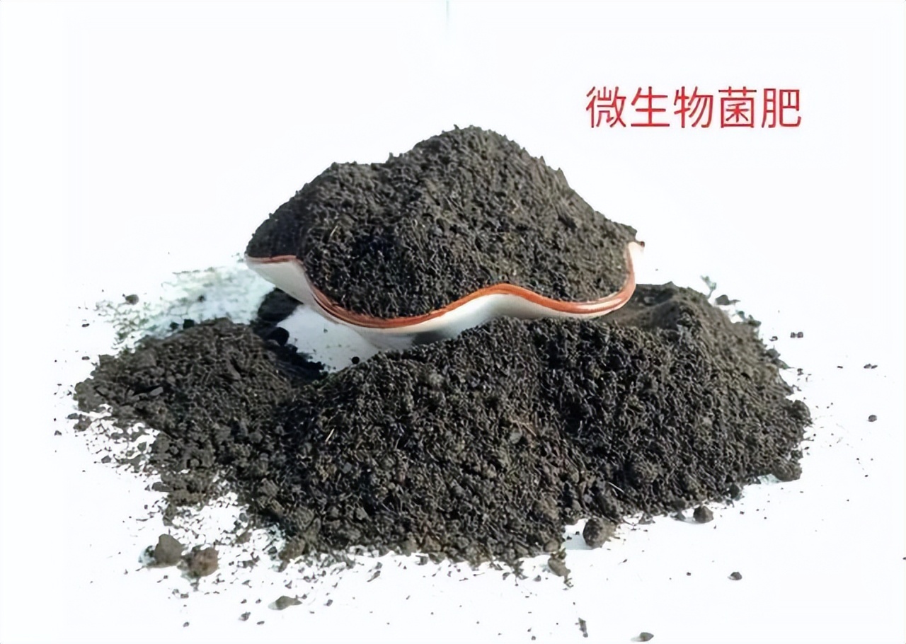 生石灰怎么治疗水霉病,生石灰土壤杀菌怎么用