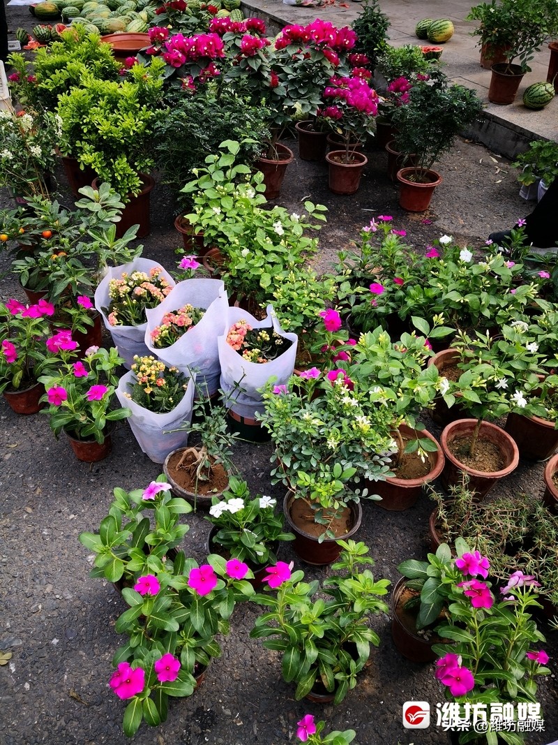 农贸市场“慢”游记⑩：新华乙巷早市，潍坊人的超长版“菜篮子”！