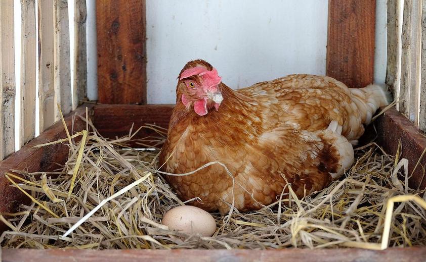 鸡下小蛋软蛋多怎么回事,鸡下的蛋特别小是怎么回事