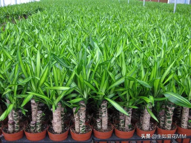 巴西铁木多高最好,巴西铁木为什么总往高长不往粗长