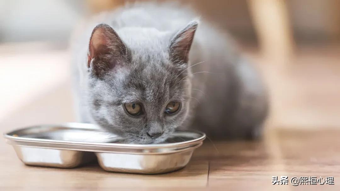 治愈心灵的宠物疗法，你要试试吗？