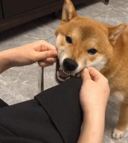 狗狗品种大全新手适合养什么狗呢,狗狗品种大全新手适合养什么狗