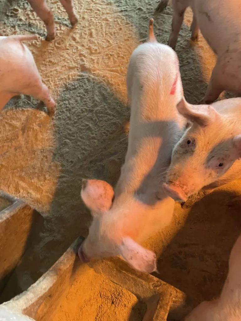 猪圆环病毒病用什么药治疗有效果,猪圆环病毒病对猪群的危害有多大