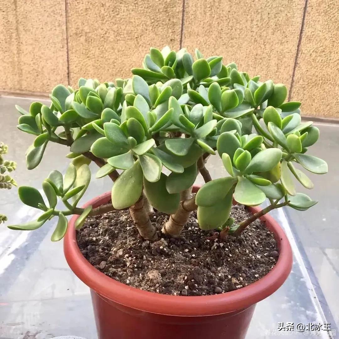 5度花草会冻死吗,5度以下不可露养的多肉