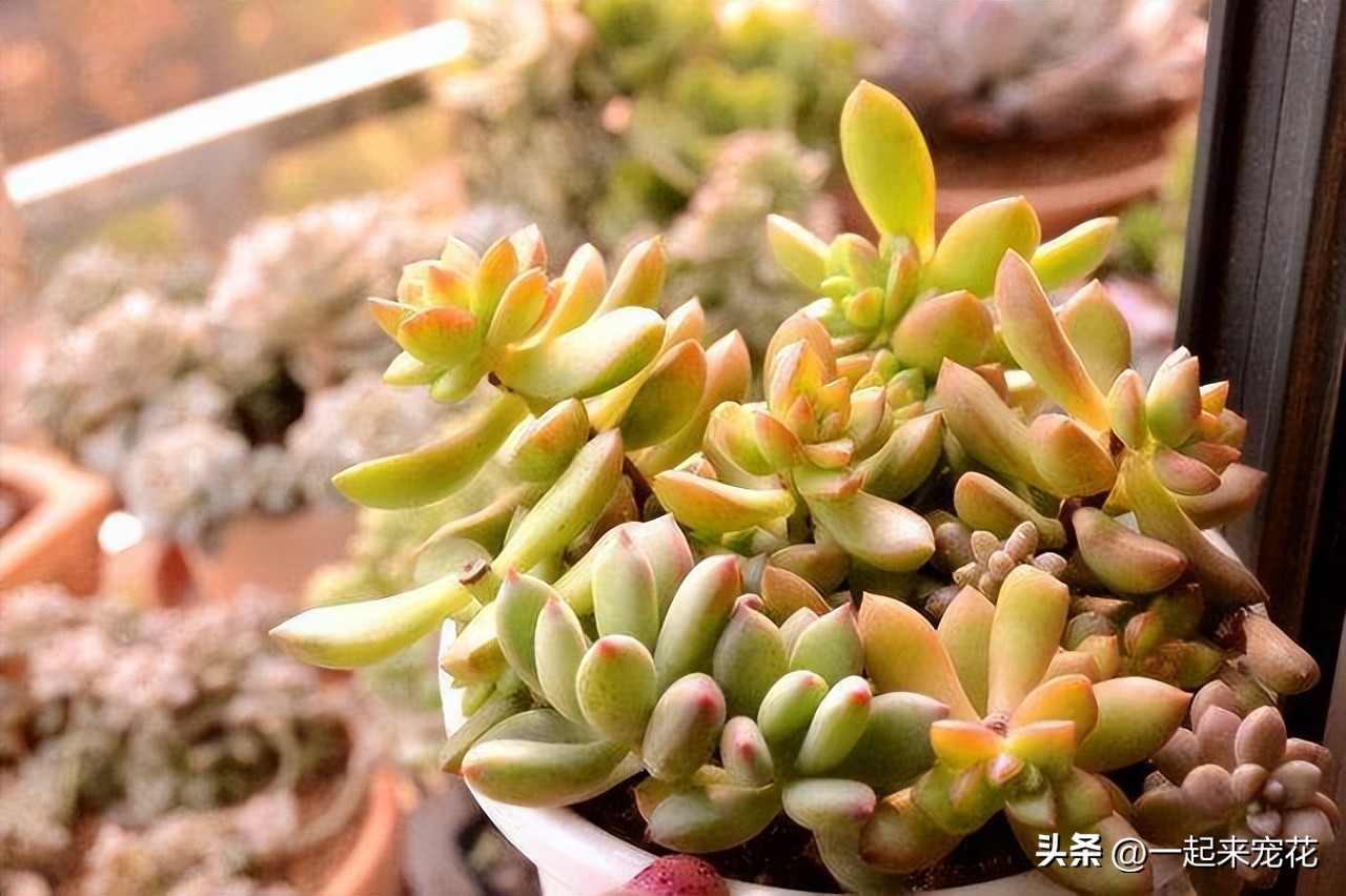 多肉东倒西歪是什么原因,多肉叶片晃动是怎么回事