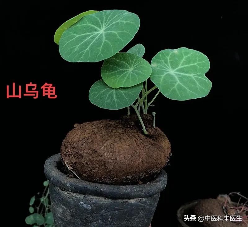 这些食疗法都是骗人的千万别信,三个民间偏方不可信