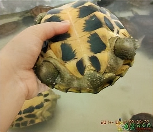 给养龟新手的一点点小建议,选择宠物龟时常被忽略的三个重点
