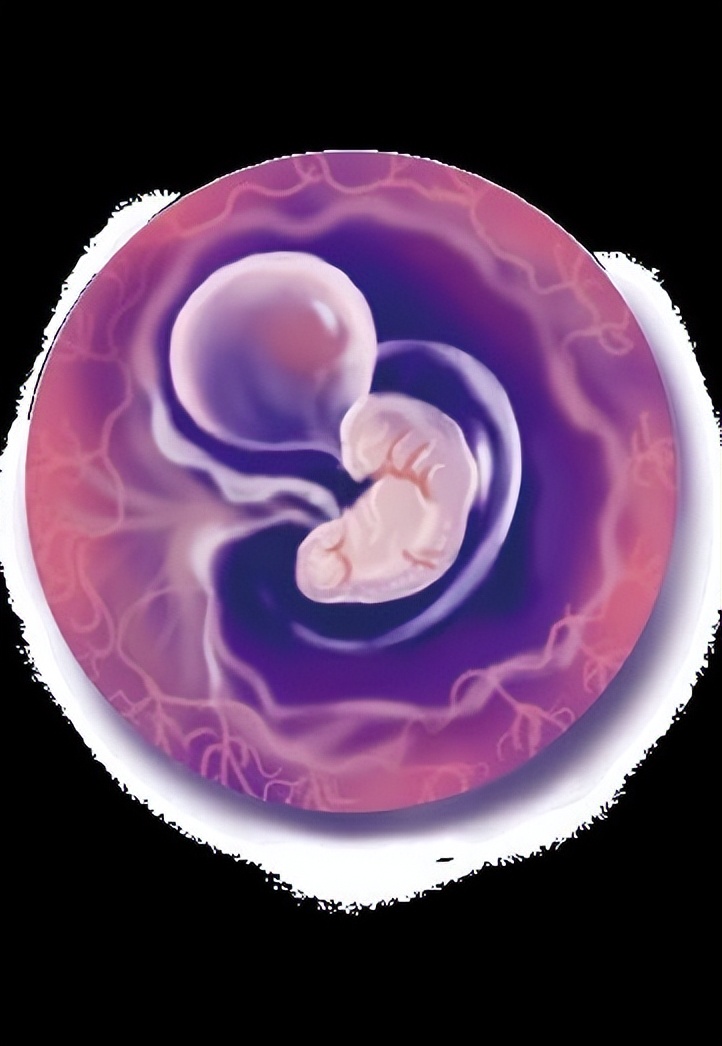 从受孕到分娩约四十周,从受孕到婴儿每天的变化