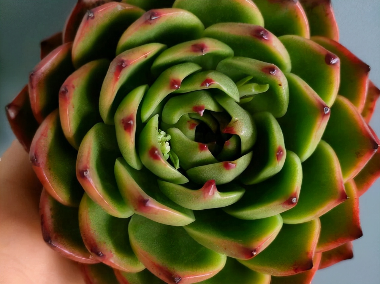 多肉中间开花怎么办,多肉分叉开花以后怎么处理