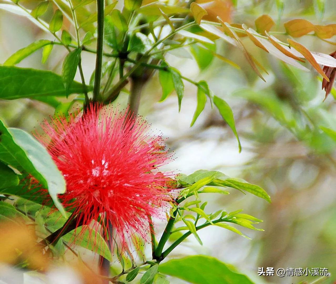 帕里黛，白血病维族女孩，我最好的闺蜜，你让我心疼得不能呼吸