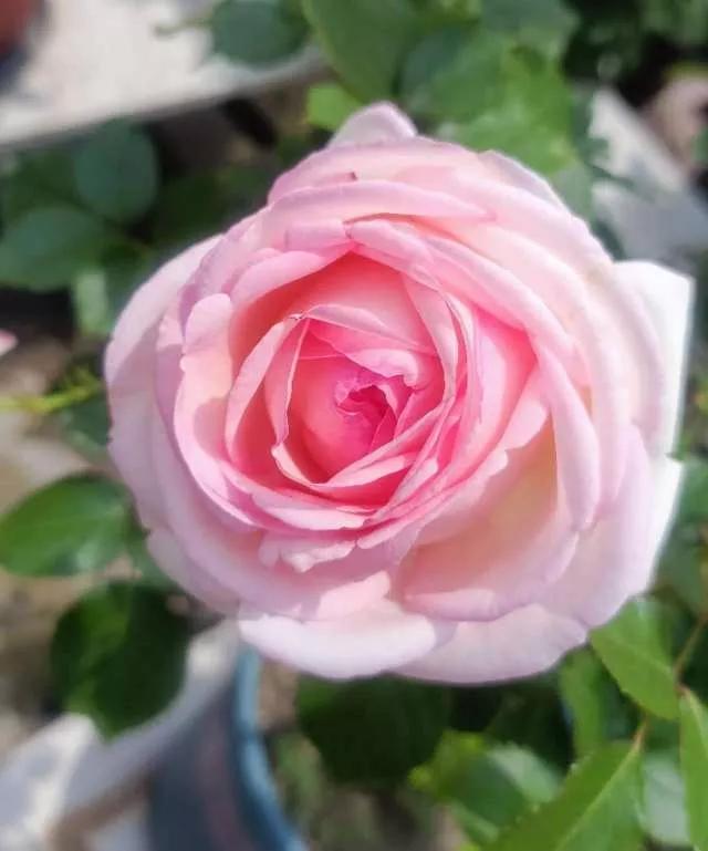 月季品种醉花,月季品种大全及图片欣赏