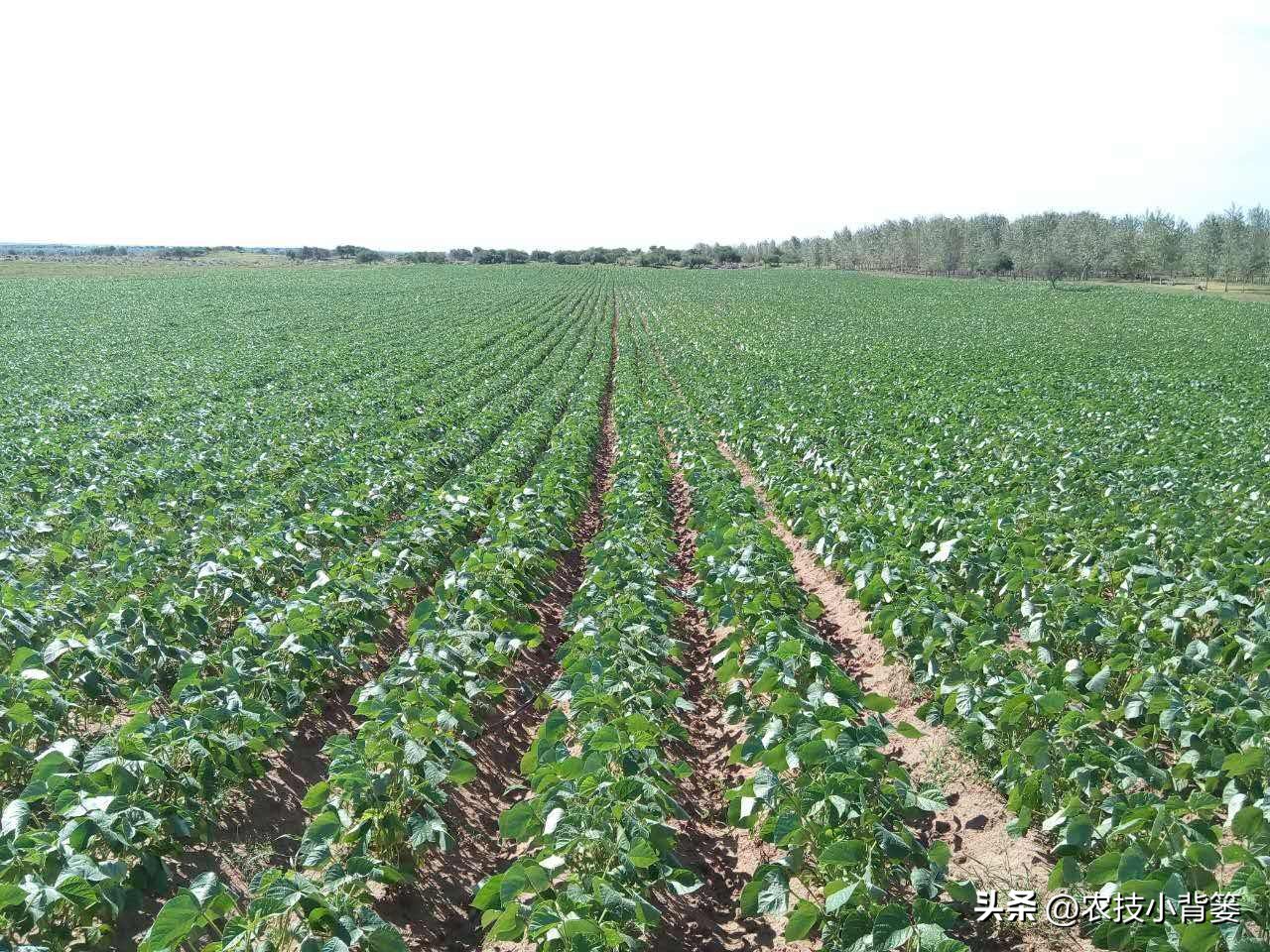 绿豆种植方法及种植时间,绿豆怎么种植和生长过程