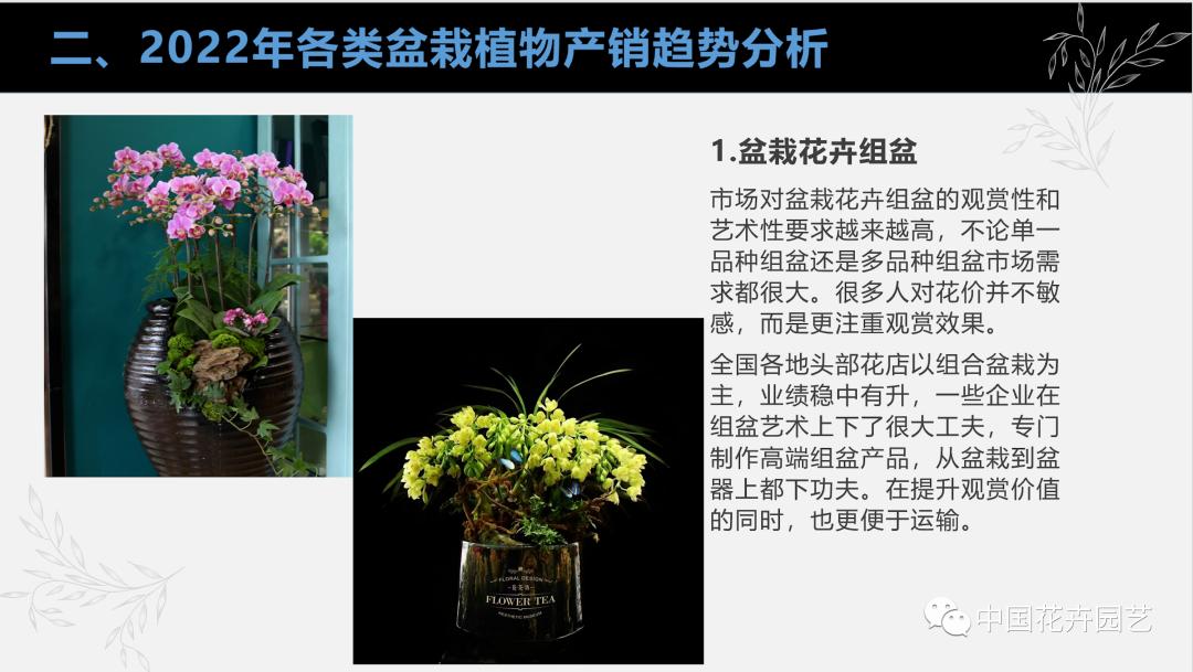 盆栽花卉行业前景,花卉盆栽的市场分析
