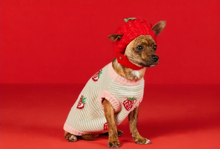 Gucci宠物单品曝光,捡屎包亮了