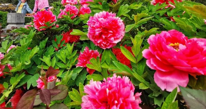 5天时间郑州出发适合去哪玩自驾,郑州到太行山一号公路自驾路线图