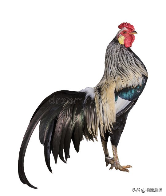 立明说,刀郎自己是如何解读罗刹海市