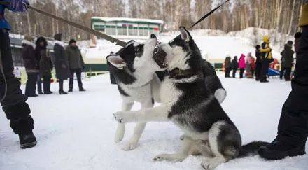 哈士奇西伯利亚雪橇犬,纯种西伯利亚雪橇犬哈士奇