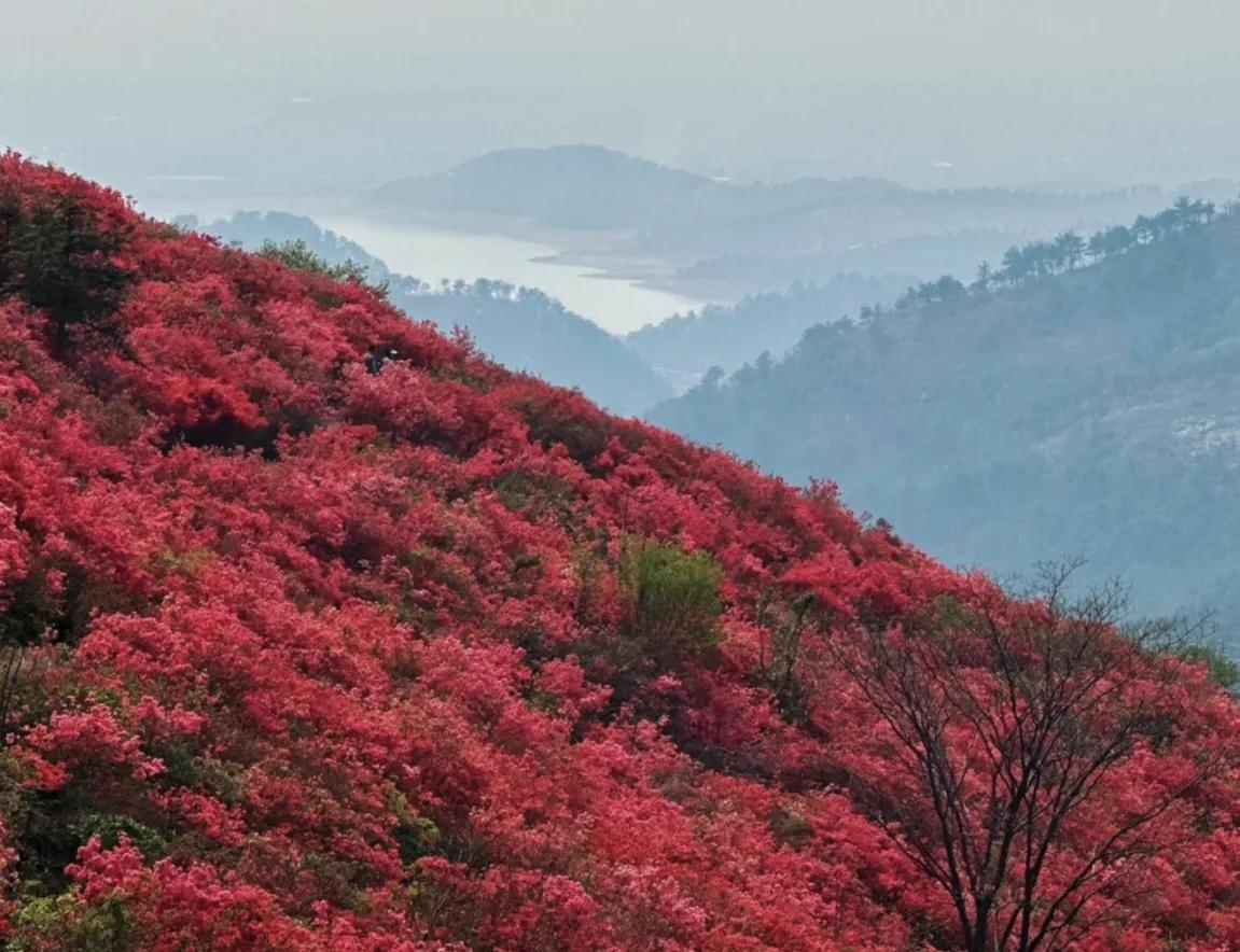 映山红扦插繁殖方法,映山红的扦插繁殖方法