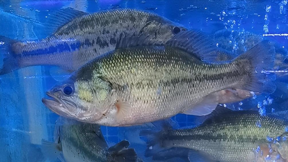 泊来鲜加盟靠谱吗,泊来鲜加盟吉林