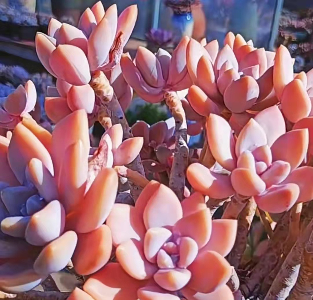 便宜又好养的5种多肉,皮实好养容易出状态的多肉有哪些