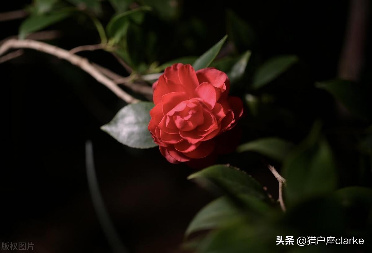 松下s5与尼康z5哪款好,松下s5和z6ii哪个好