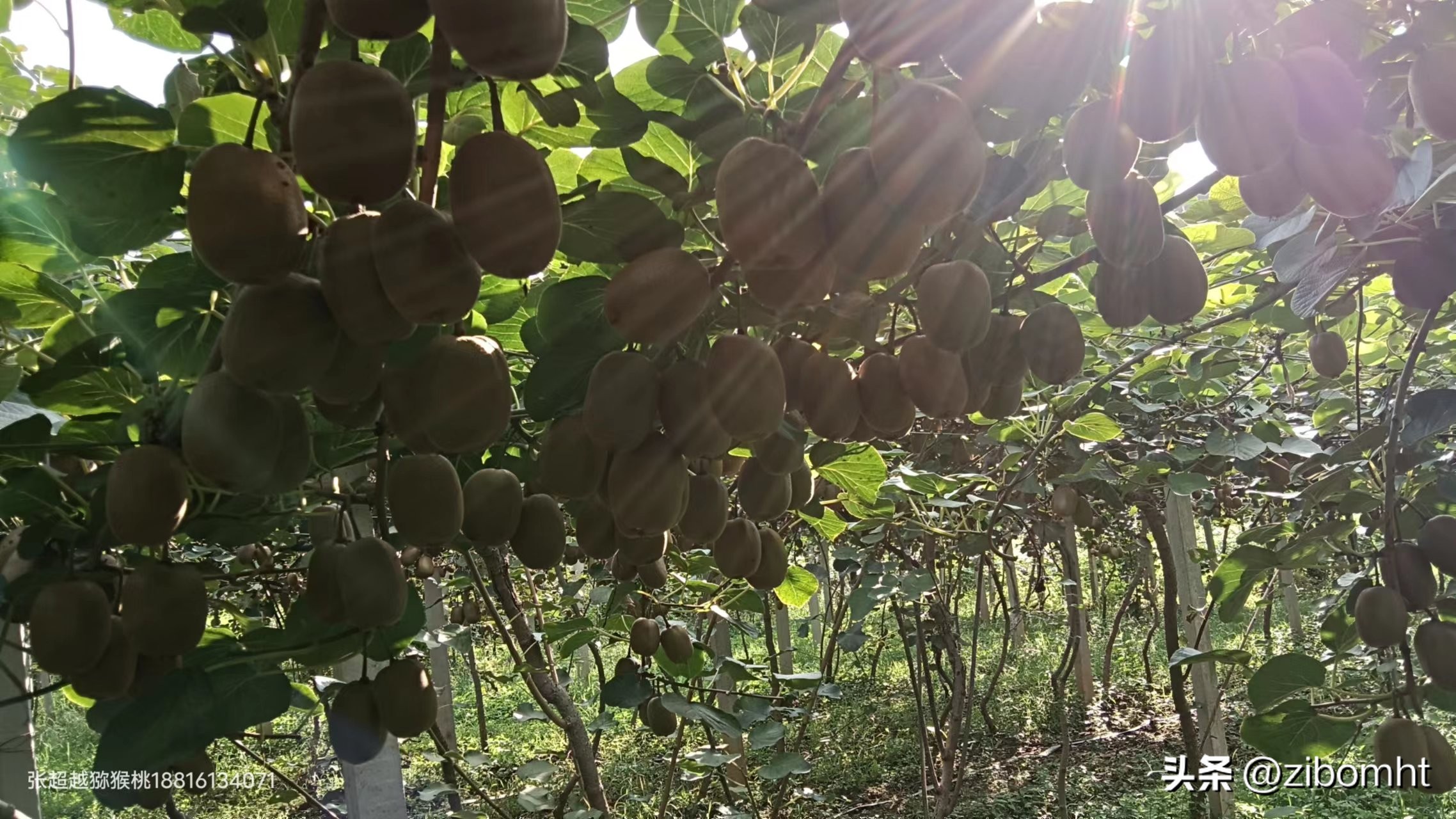 现在投资种植猕猴桃前景好吗,博山猕猴桃种植技术