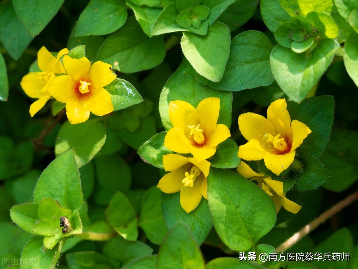 过路黄是清热解毒吗,过路黄草药可以去结石吗