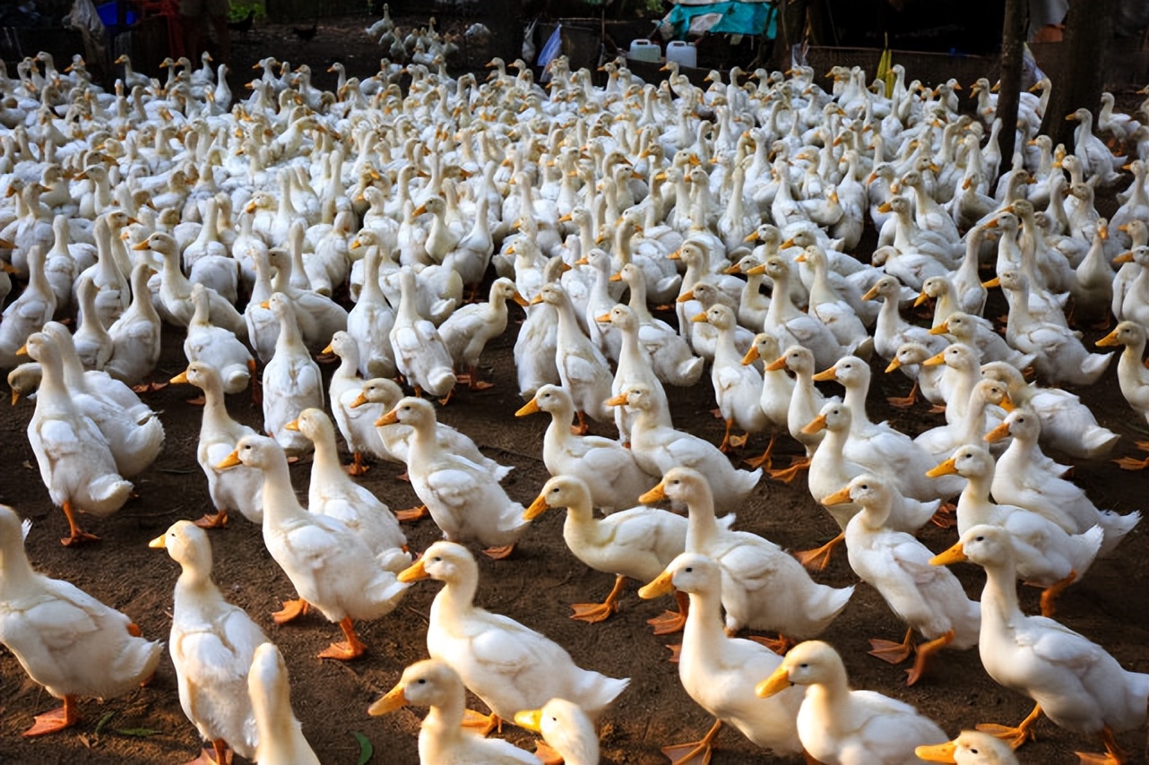肉鸭霉菌中毒怎么治,霉菌对肉鸭有哪些影响