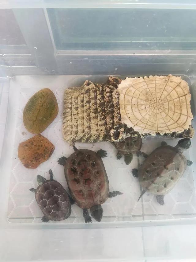 新手养草龟最全指南,如何饲养草龟全过程